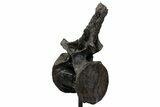Sauropod (Barosaurus) Caudal Vertebra w/ Metal Stand - Wyoming #334646-2